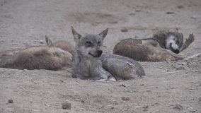 Arabian wolf (Canis lupus arabs) 120fps slow motion video clip D.G Khan Zoo, Pakistan