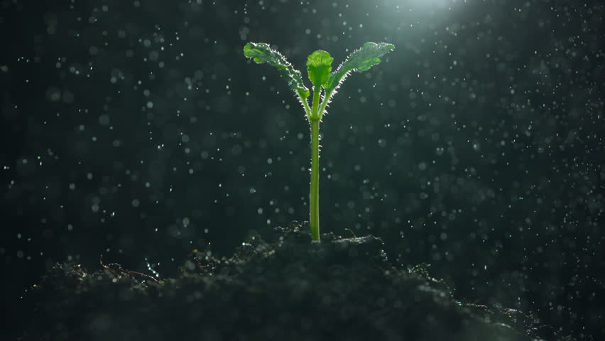 Green sprouts in the rain in slow motion. Green leaf plant in macro on a dark abstract background. Nature save and esg concept. Environment care
