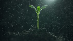 Green sprouts in the rain in slow motion. Green leaf plant in macro on a dark abstract background. Nature save and esg concept. Environment care - Powered by Shutterstock - Get 15% off with code: PIKWIZARD15