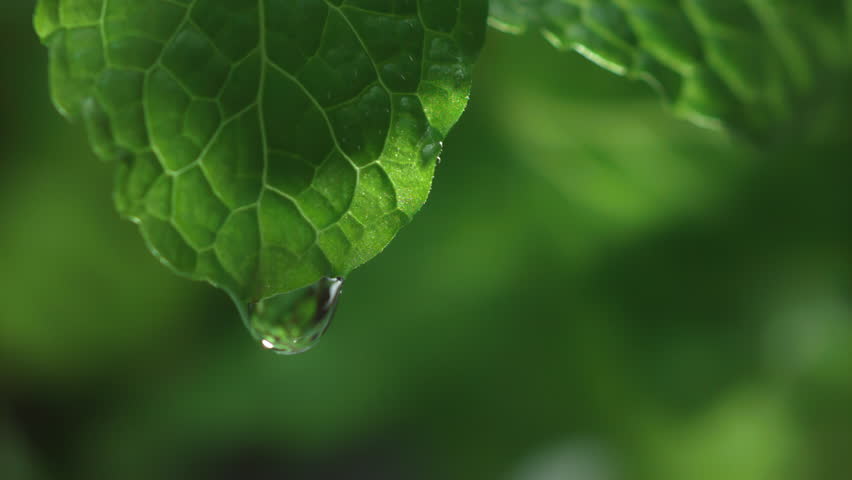 A drop of water drips onto a spearmint green leaf in slow motion. Liquid falling on a mint leaf in close-up. Nature herb and natural beauty skin care concept. Macro abstract background