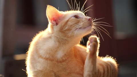 Adorable cat scratching itself on beautiful sunlight before sunset, Allergies to pets with fur concept, slow motion.