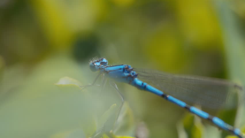 Macro close up of a blue dragonfly. Slow motion.