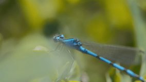 Macro close up of a blue dragonfly. Slow motion. - Powered by Shutterstock - Get 15% off with code: PIKWIZARD15