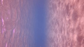 Vertical video, Shoal of Silverside fish swims in blue water under surface over sandy seabed on sun glare in Mediterranean Sea, Slow motion