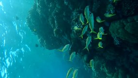 Vertical video, Beautiful coral reef of variety of multicolored hard corals in coral garden on shallow water, tropical fishes of different species swim around, Slow motion, Backlight (contre-jour).