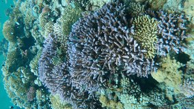 Close-up of Beautiful coral reef of variety of multicolored hard corals in coral garden in shallow water on sunny day, Vertical video, Slow motion, Camera moving forwards over corals