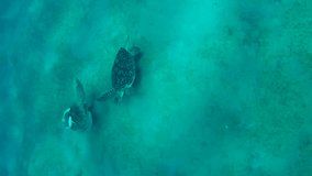 Skirmish between two large male Sea Turtles on seabed, Vertical video, Top view, Slow motion, Territorial disputes of two Great Green Sea Turtles (Chelonia mydas)