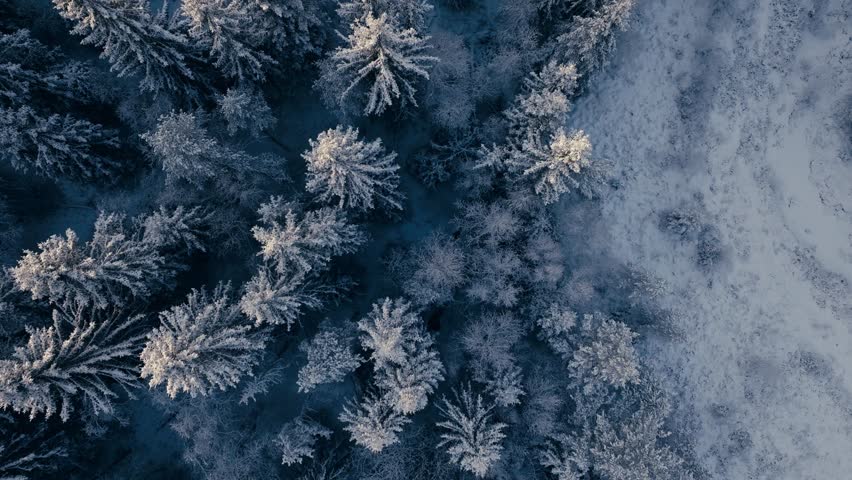 Top Down View Of Forest In Winter, Trees Covered In Snow In Indre Fosen, Norway - Drone Shot