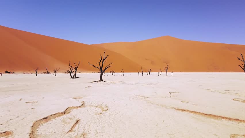 4K Drone Flying Through Dead Camel Thorn Trees in Deadvlei, near Sossusvlei, Namib-Naukluft Park, Namibia. Explore the World's Tallest Sand Dunes – Big Daddy and Crazy Dune. Surreal Desert Landscape Royalty-Free Stock Footage #3397476603