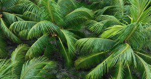 Aerial footage of coconut trees in field