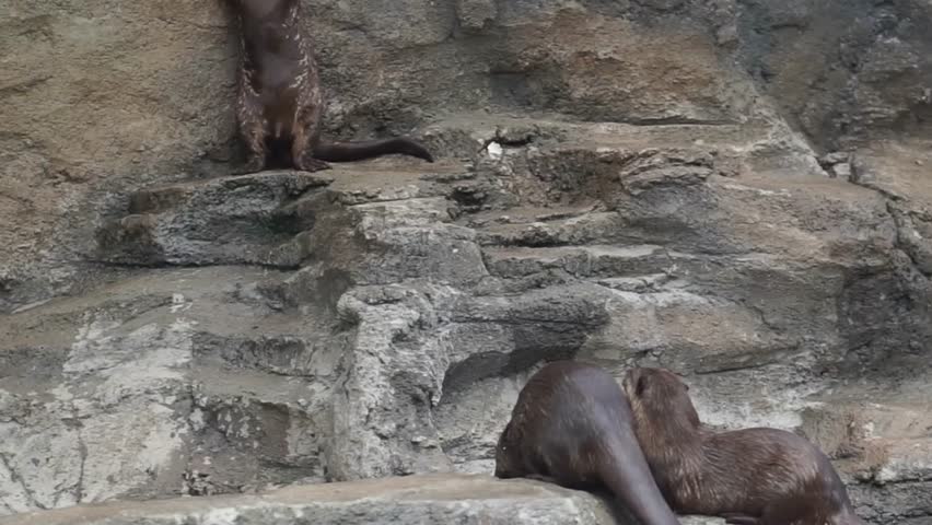 Beavers or Lutrinae. The 13 extant otter species are all semiaquatic, aquatic, or marine, with diets based on fish and invertebrates.
