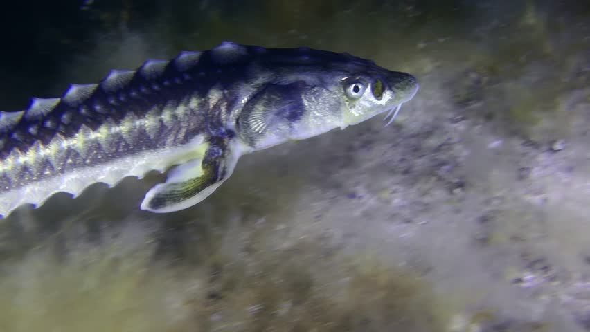 Danube sturgeon or Azov-Black sea sturgeon (Acipenser gueldenstaedtii) swims slowly over a seabed covered in brown algae, then leaves the frame, close-up.