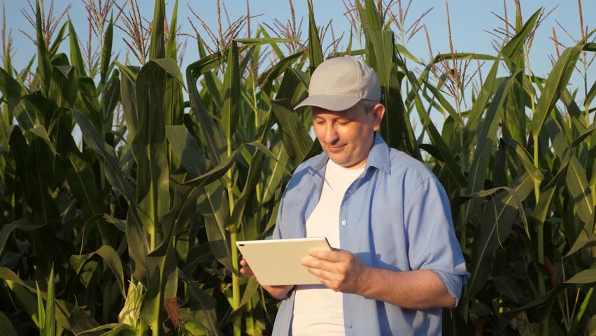 senior male farmer walks through corn field, man uses digital tablet agriculture, farmer inspects crop, agronomist engineer works with hand digital tablet, man walks rubber boots across field with Royalty-Free Stock Footage #3397532461