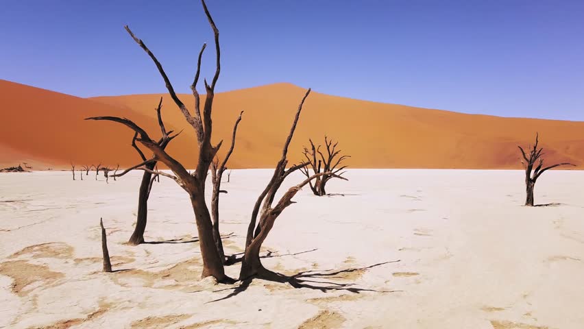4K Drone Orbiting Near Dead Camel Thorn Trees in Deadvlei, near Sossusvlei, Namib-Naukluft Park, Namibia. Explore the World's Tallest Sand Dunes – Big Daddy and Crazy Dune. Surreal Desert Landscape Royalty-Free Stock Footage #3397538483