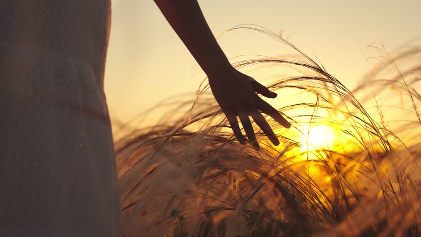 Hand strokes ears of grain in field. Woman walking through field in search of locations for photos strokes young ears of grain at sunset. Woman returning home from picnic on field strokes grass stems