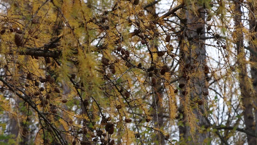 The autum is with me and everywhere in all places