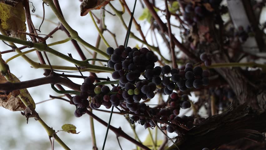 The autum is with me and everywhere in all places