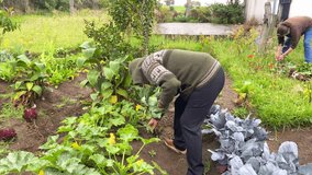 Two women working in the Andean vegetable garden with a variety of vegetables. The first woman is harvesting zucchinis from the plant, while the second is washing the vegetables 