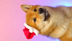 Happy cute surprise dog shiba inu puppy wearing red santa hat and looking at camera. Christmas concept, new year holiday background. Copy space, mock up, template, blank. Vertical video.  - Powered by Shutterstock - Get 15% off with code: PIKWIZARD15
