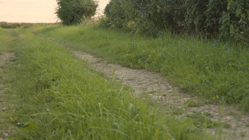 Tracking Shot of Dog Running Along Rural Footpath Royalty-Free Stock Footage #3397712099