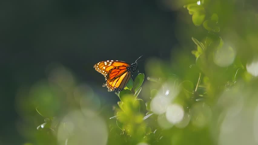 Monarch butterfly taking off green plant leaves in slow motion. Macro closeup, 4K.