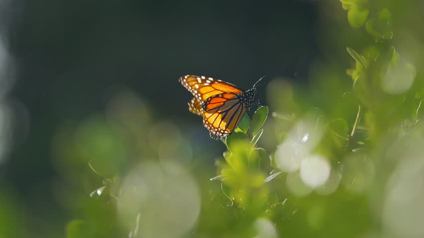 Monarch butterfly taking off green plant leaves in slow motion. Macro closeup, 4K.