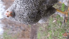 Beautiful chicken in super slow motion 240 frames. Vertical video