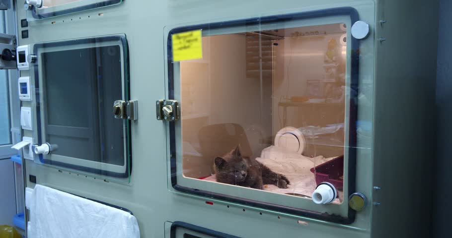 A small sick kitten lies in the box of a veterinary hospital. The kitten was taken to a veterinary clinic in serious condition. The kitten, who was rescued by veterinarians, is in the hospital.