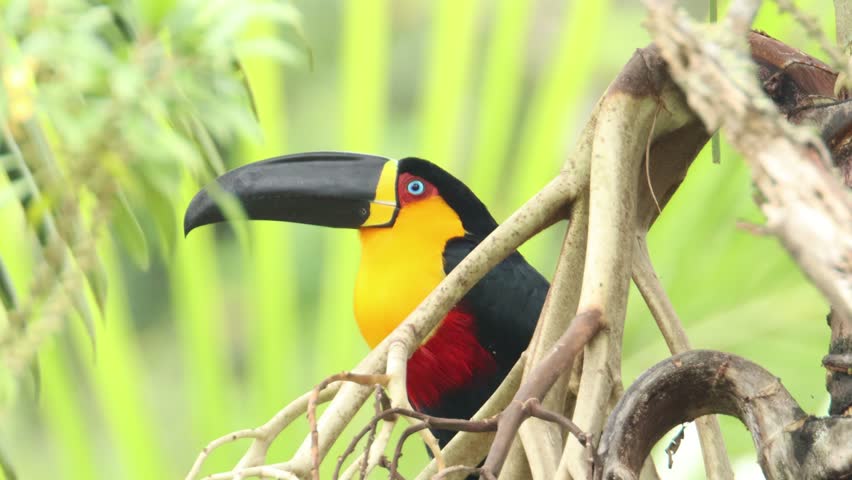 Beautiful Channel-billed Toucan on tree inside Rainforest in Brazil Atlantic Forest