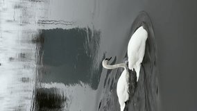 Two white swans swimming in Neris river in Vilnius in winter. Vertical video