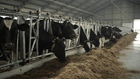 Feeding Cows on a dairy farm. Cattle of cows - Powered by Shutterstock - Get 15% off with code: PIKWIZARD15