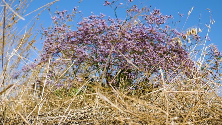 Autumn flowering of steppe plants. Still blooming Sea lavender (Limonium platyphyllum) against background of fruit-bearing cereals and blue sky. Inhabited steppe of spit of Arabatskaya strelka, Crimea Royalty-Free Stock Footage #3398016655