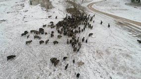 A herd of goats is moving across the snow-covered forest in search of food. Aerial shooting video 4k