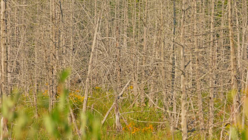 Wild wetlands with dry trees and swamp off road in the wilderness of Manitoulin Island, Northern Ontario, Canada. Travel and exploring adventure. Natural untouched landscape and natural beauty.