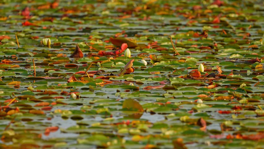 Wild wetlands with green lotus leaves, swamp off road in the wilderness of Manitoulin Island, Northern Ontario, Canada. Travel and exploring adventure. Natural untouched landscape and natural beauty.