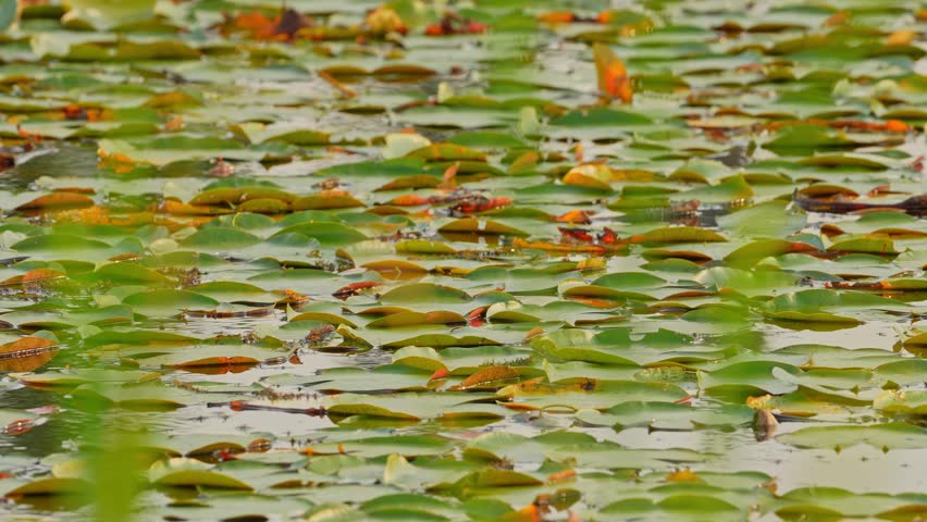 Wild wetlands with green lotus leaves, swamp off road in the wilderness of Manitoulin Island, Northern Ontario, Canada. Travel and exploring adventure. Natural untouched landscape and natural beauty.
