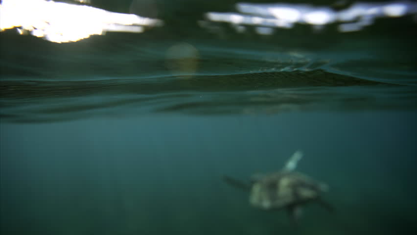 Swiming with sea turtle. Following turtle underwater in sun light , turtle coming up for air Royalty-Free Stock Footage #33980839