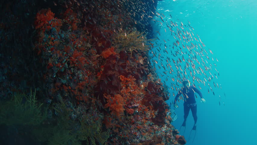 Freediver explores the coral reef in Raja Ampat, Indonesia. Underwater view of the vivid healthy coral reef in Misool region and man freediving and swimming around, West Papua
