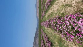 Field of Rose Rows on Sunny Day. Aerial View. Isparta, Turkey. Drone Flies Forward at Low Level. Vertical Video