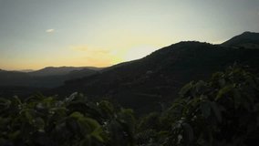 Panorama view of a coffee farm at the sunset with beautiful landscape in Caparaó - Espírito Santo. Coffee plantation. Coffee growing. 4K. Premium cinematic video.