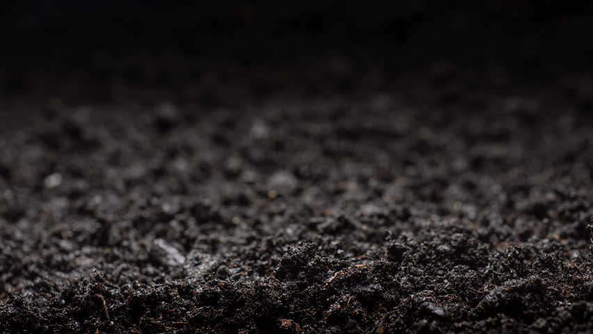 Plants growing in wet soil, growing herb in a greenhouse, natural agriculture in time lapse