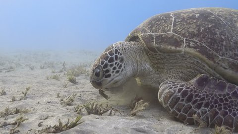 Green sea turtle feeding sea grass underwater close up, 4K video footage ultra hd
 Stock Video