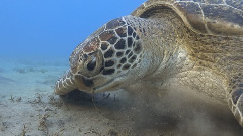 Green sea turtle feeding sea grass underwater close up, 4k UHD video footage

