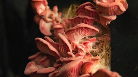 Pink Oyster Mushrooms Growing Quickly in Time Lapse Video stock