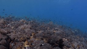 Sea life of coral reefs. Underwater world of Tulamben, Bali, Indonesia. 4k slow motion video.