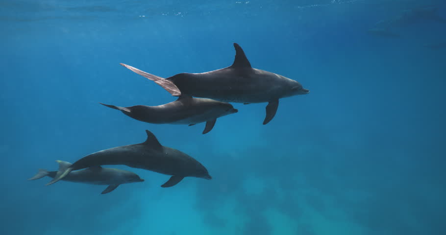 Dolphins playing in the blue water of Red sea. Underwater shot of wild dolphin taking breath. Aquatic marine animals in their natural habitat. Closeup of friendly bottlenose. Wildlife nature Royalty-Free Stock Footage #3398276065