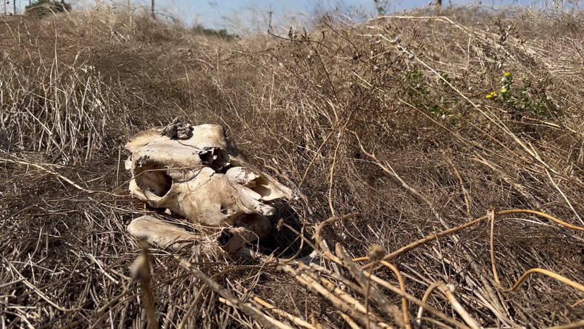 View around withered white cow skull lying among dry grass, depressed mood