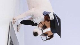 Jack Russell Terrier dog in a graduate cap, glasses and tie near a laptop on a white background. Vertical video. 
