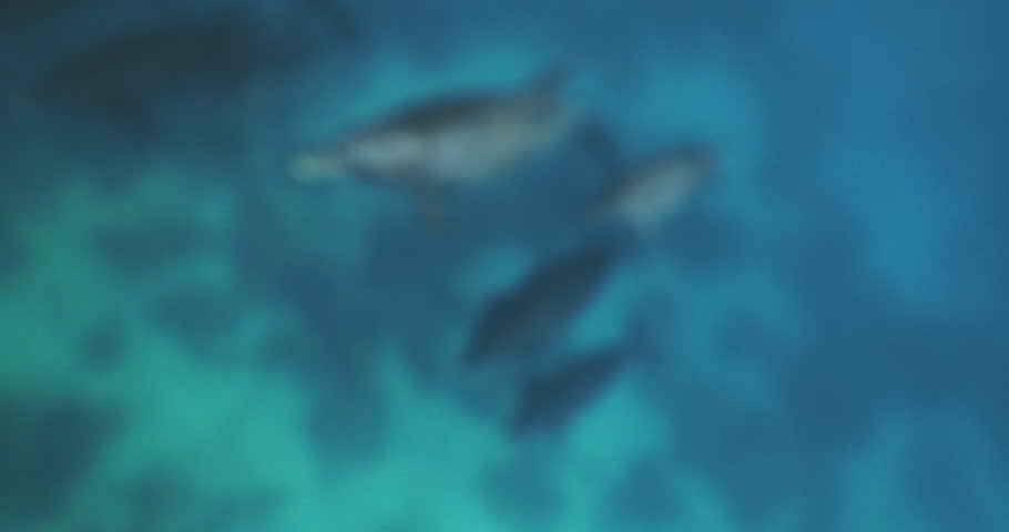 Curious dolphin peer into the camera. Dolphin Selfie - Close-up of Bottlenose Dolphins swim in the blue water. Slow motion. Dolphins playing in the blue water of Red sea. Underwater shot of wild Royalty-Free Stock Footage #3398337279