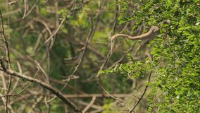 Goa, India. Purple Heron Sitting On Branch Of Tree On Background Of Green Lush